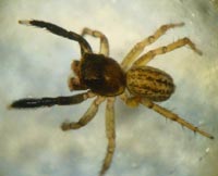 Euophrys frontalis