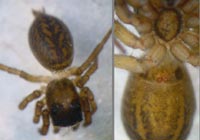 Euophrys frontalis