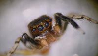 Euophrys frontalis