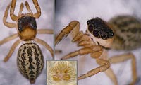 Euophrys frontalis