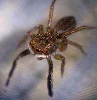 Euophrys frontalis