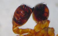 Euryopis flavomaculata