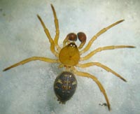 Euryopis flavomaculata
