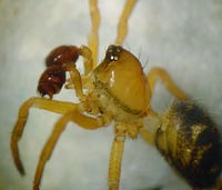 Euryopis flavomaculata