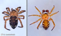 Euryopis flavomaculata