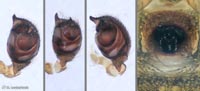 Euryopis flavomaculata