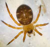 Euryopis flavomaculata