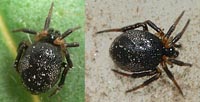 Euryopis laeta