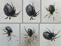 Euryopis laeta