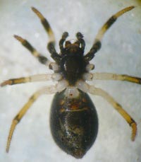 Euryopis quinqueguttata