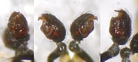 Euryopis quinqueguttata