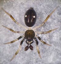 Euryopis quinqueguttata