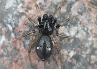 Euryopis quinqueguttata