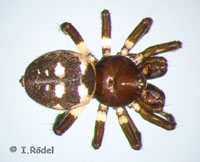 Euryopis saukea