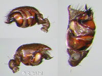 Euryopis saukea