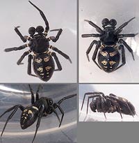 Euryopis saukea
