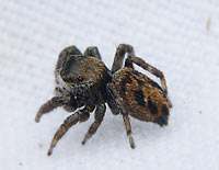 Evarcha arcuata