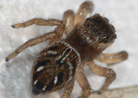 Evarcha arcuata