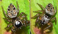 Evarcha arcuata