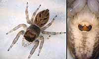 Evarcha arcuata