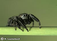 Evarcha arcuata