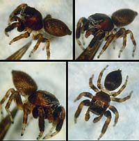 Evarcha arcuata