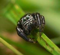 anklicken zum veEvarcha arcuata