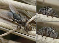 Evarcha arcuata