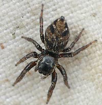 Evarcha arcuata