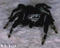Evarcha arcuata