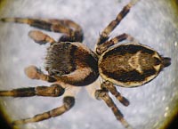 Evarcha falcata