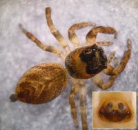 Evarcha falcata
