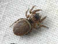 Evarcha falcata