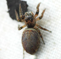 Evarcha falcata