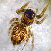 Evarcha falcata