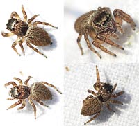 Evarcha falcata