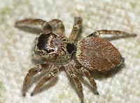 Evarcha falcata
