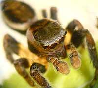 Evarcha falcata