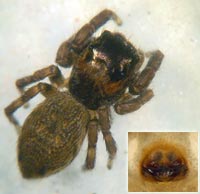 Evarcha falcata