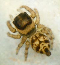 Evarcha falcata
