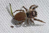 Evarcha falcata