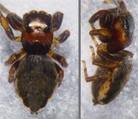 Evarcha falcata