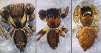 Evarcha falcata