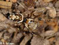 Evarcha falcata