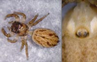 Evarcha laetabunda