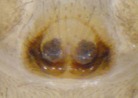 Evarcha laetabunda
