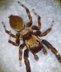 Evarcha laetabunda