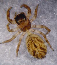 Evarcha laetabunda
