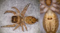 Evarcha laetabunda
