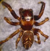 Evarcha laetabunda